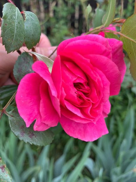 A95945B2-542A-4CF8-AE50-98E7BDE036C8 - Florile mele 2020