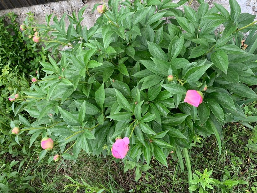 FE54A73D-6024-46A1-9E62-68EA85AAC0CC - Florile mele 2020