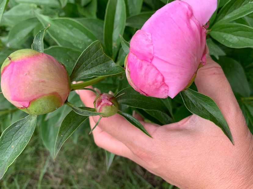 6524C00D-DCD0-4943-BA5B-1A1EBE9AC5D0 - Florile mele 2020