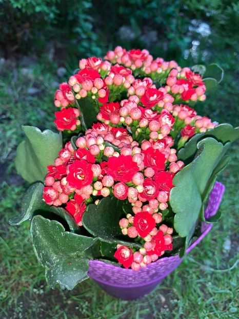 D5E3377E-85AE-445F-8DE0-0947065FB1DA - Florile mele 2020