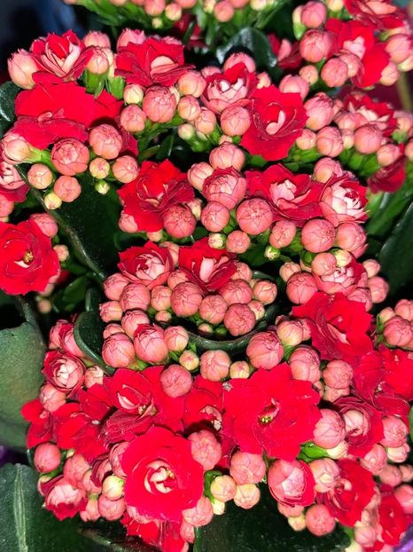 633E8EAF-467D-4FED-8AAB-84452000B13D - Florile mele 2020