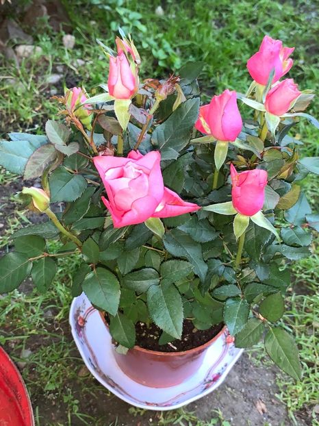 7A002065-2C21-453D-B818-447AEE9EC077 - Florile mele 2020