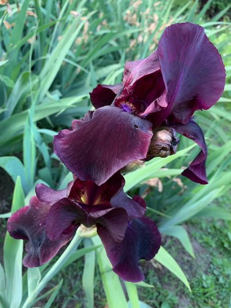 46469551-F2C3-4168-BC62-FFEFA9F02129 - Florile mele 2020