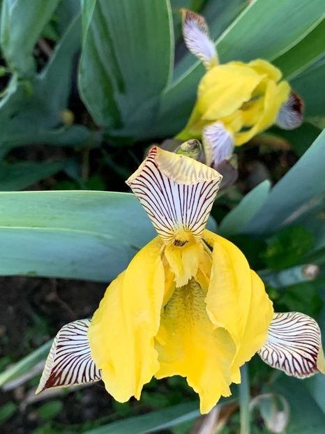 30134C80-7673-47EF-B64E-3729BB0688A9 - Florile mele 2020