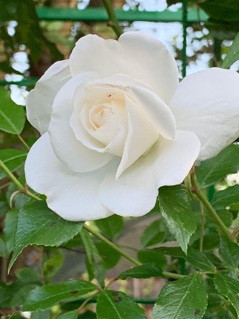 904DC663-E9BA-4B88-A906-25CCF66C528B - Florile mele 2020