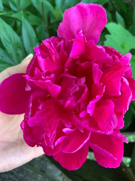 4CB26098-E965-49F6-A8BE-B94400CC738C - Florile mele 2020