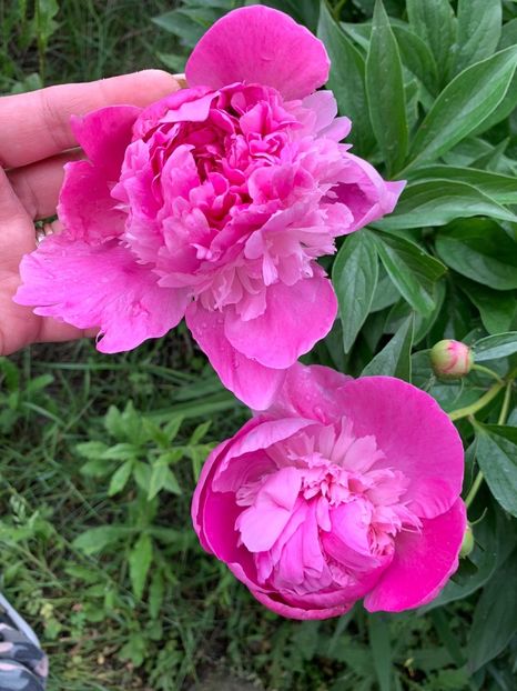 20D07779-3F6E-484A-A1AF-E0BBB4E73CFD - Florile mele 2020