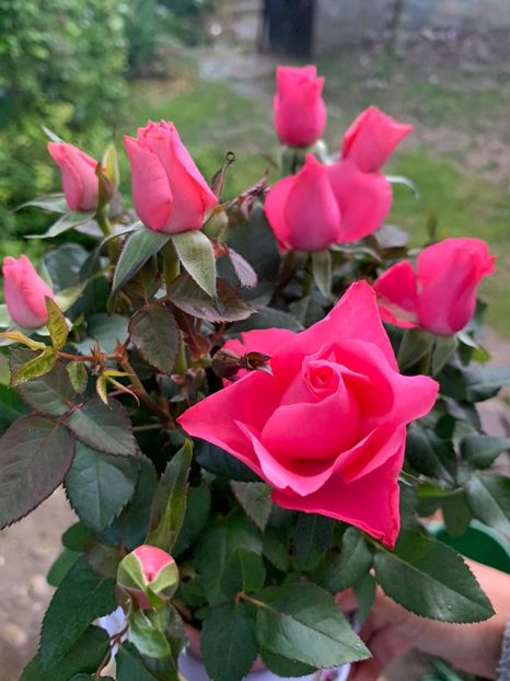 42902C47-C3E9-4BF0-8227-BBB8ADA72CC9 - Florile mele 2020