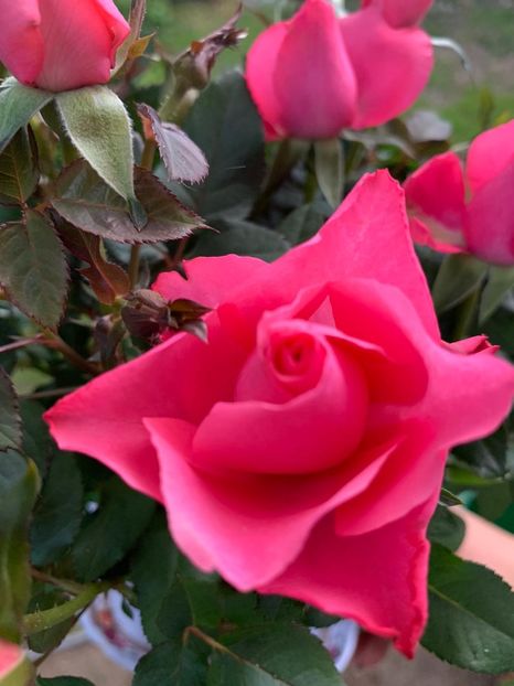 BC2FDA24-D16F-46BC-821F-0D4951314377 - Florile mele 2020