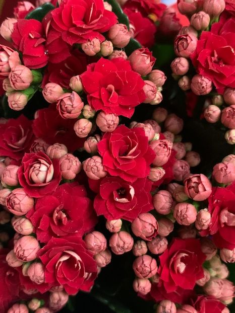 8A691277-C1E3-4D1E-8345-749B53CA72EA - Florile mele 2020