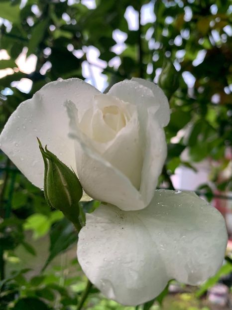 A83F163F-59B2-4AF6-A784-5B294ECE73F2 - Florile mele 2020