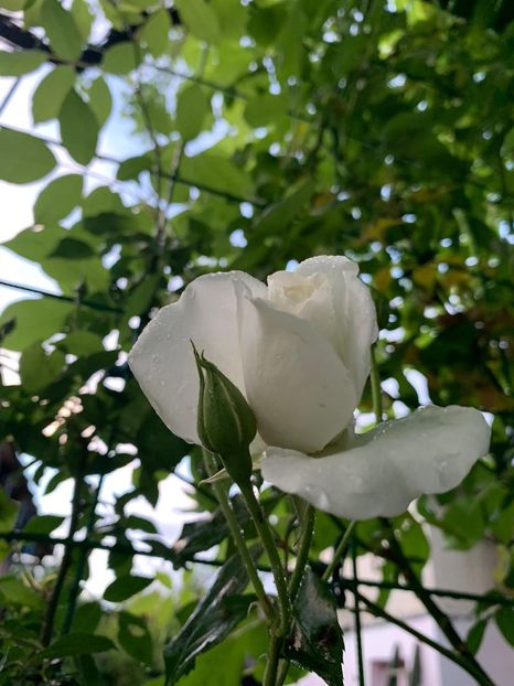 57A5287C-E9F8-4F0B-B241-AC26F4A1B0A9 - Florile mele 2020