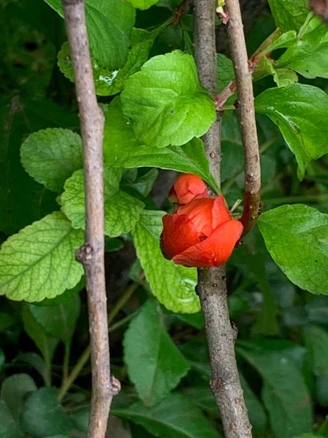 52E8A82E-BB3E-4EFD-BBA4-E1E34E445132 - Florile mele 2020