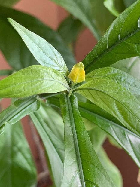 BA9DE342-DA6F-4C77-853C-8473C1C5DDC4 - Florile mele 2020