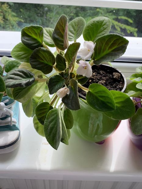 C93C526F-BF95-4783-9B46-7FCB92479843 - Florile mele 2020