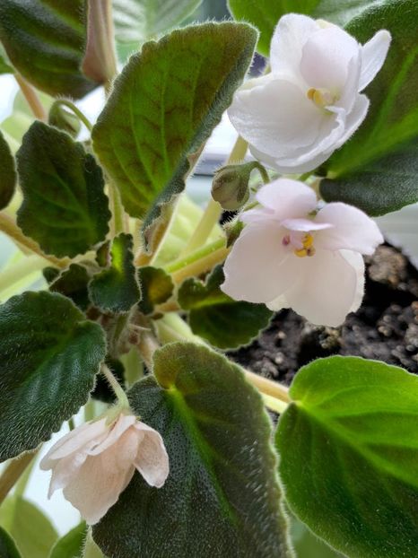 E2C5FFC7-B1AA-48BA-B9E3-BE85FBDE5B88 - Florile mele 2020