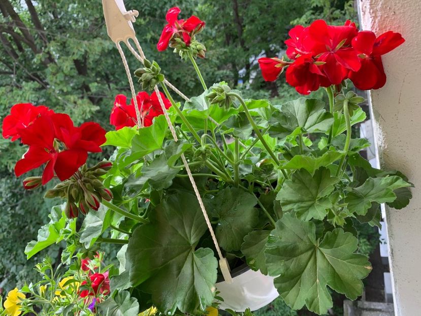 1F97B5F0-0D46-4DE6-887A-5414FD221B60 - Florile mele 2020