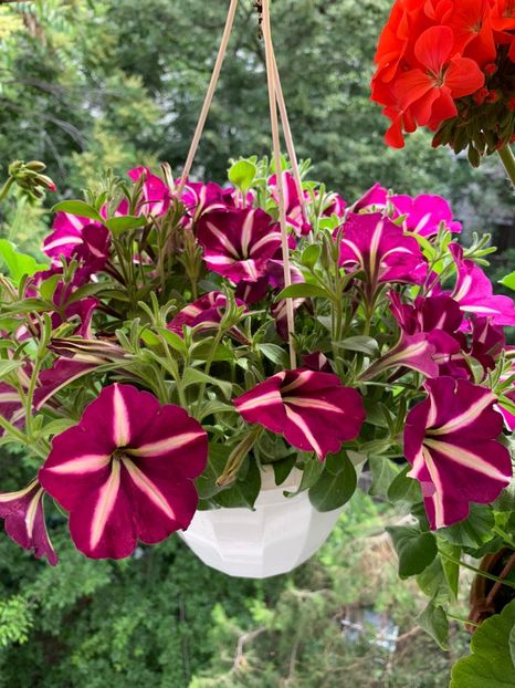 6D3C25EC-9754-4602-AB55-4572D6DEE831 - Florile mele 2020