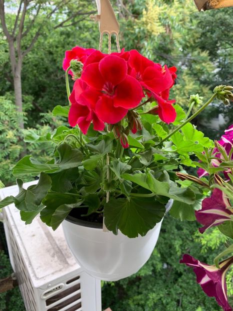 B97F9F6E-4960-47AD-A46A-0F0AF734BD9C - Florile mele 2020