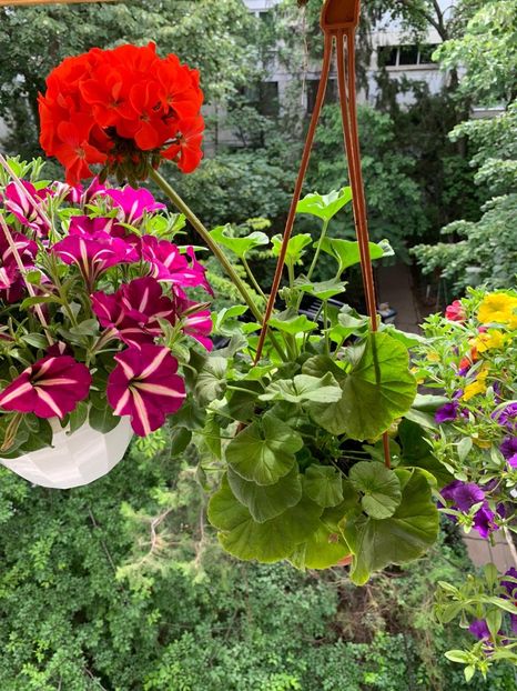 AD0B2AA0-E003-4DB4-908B-1BEED518A189 - Florile mele 2020