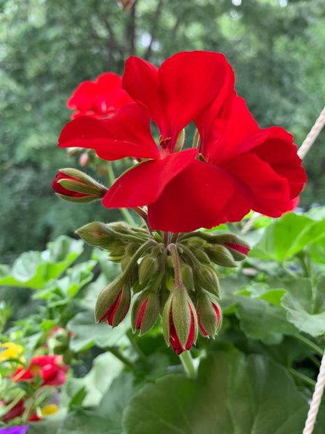 A2C9D2EC-6D79-47B2-A207-CE853D531FF3 - Florile mele 2020