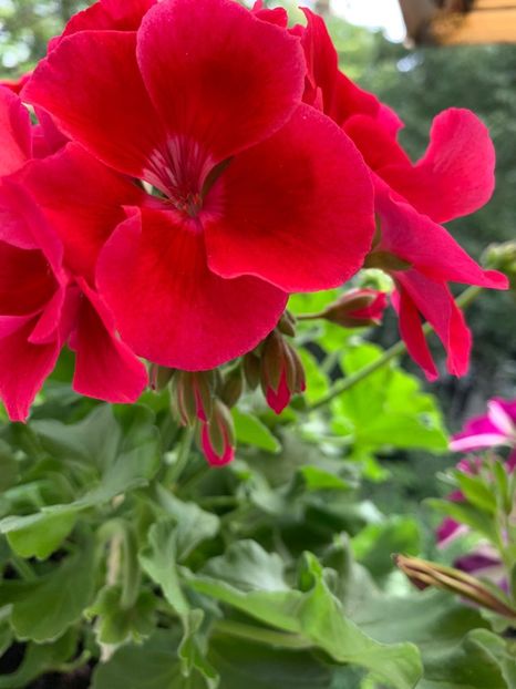 FC9BE43C-90D6-4AC2-AA40-59B1CAF4AC17 - Florile mele 2020