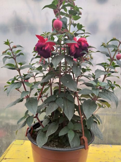 Jollie Alsace - 0 Fuchsia - cecelus 2020