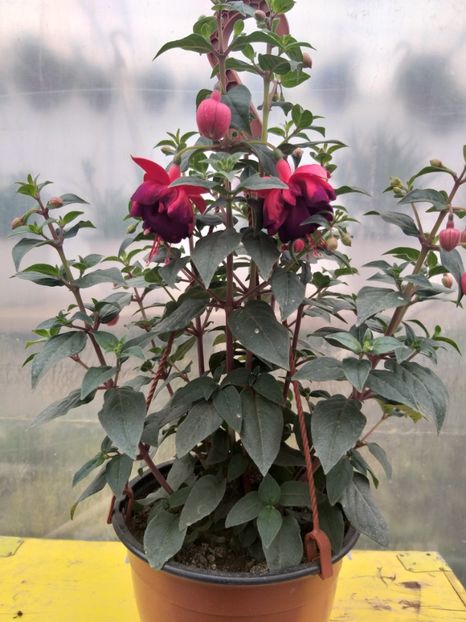  - 0 Fuchsia - cecelus 2020