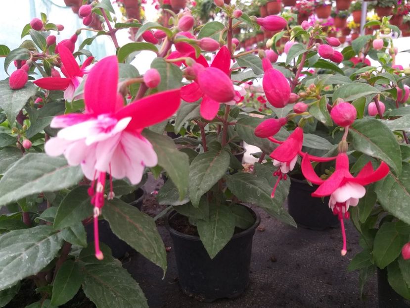  - 0 Fuchsia - cecelus 2020