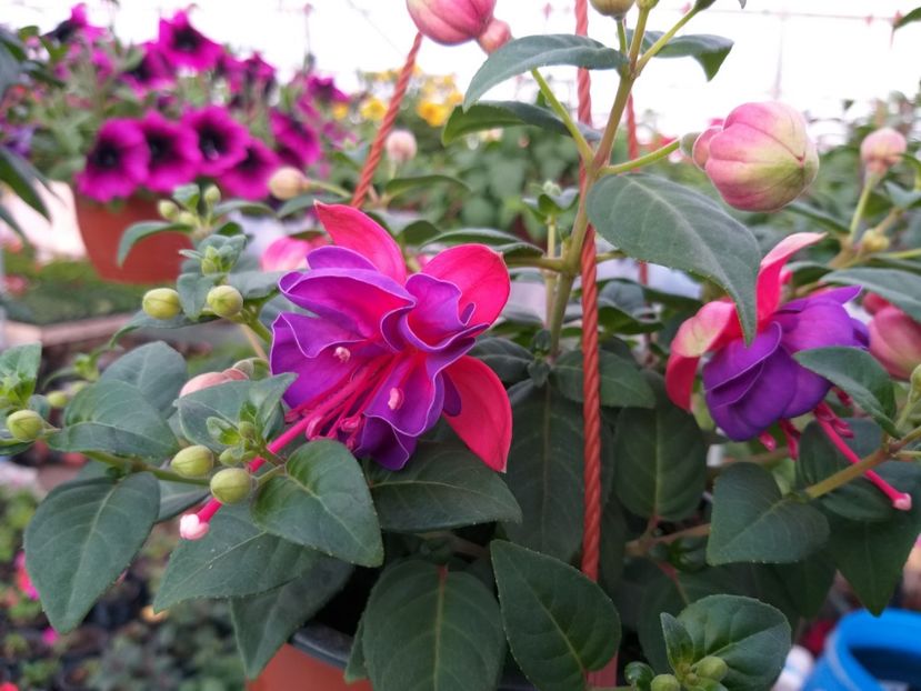  - 0 Fuchsia - cecelus 2020