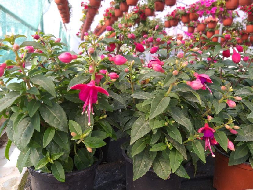  - 0 Fuchsia - cecelus 2020