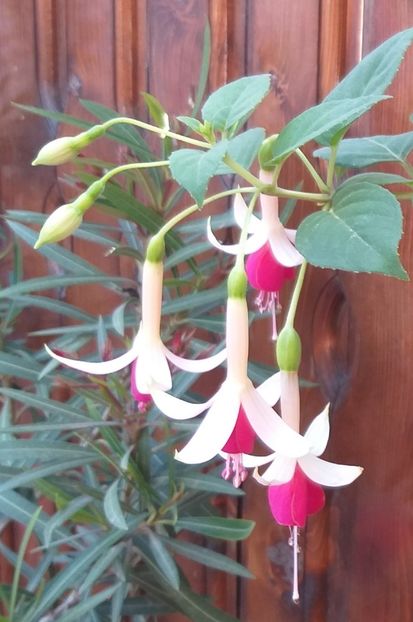  - 0 Fuchsia - cecelus 2020