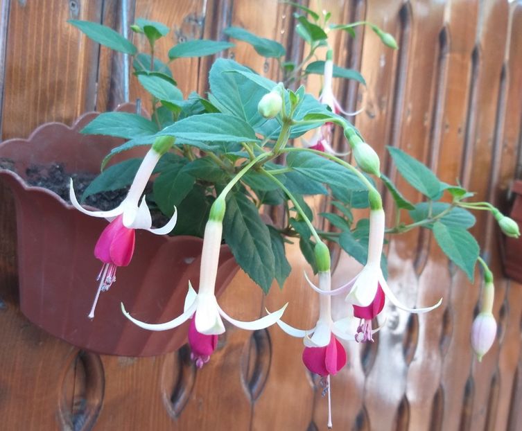  - 0 Fuchsia - cecelus 2020