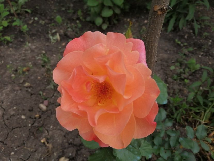  - Trandafiri 2020_2022 2023