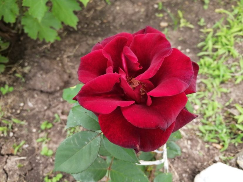  - Trandafiri 2020_2022 2023