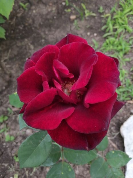  - Trandafiri 2020_2022 2023