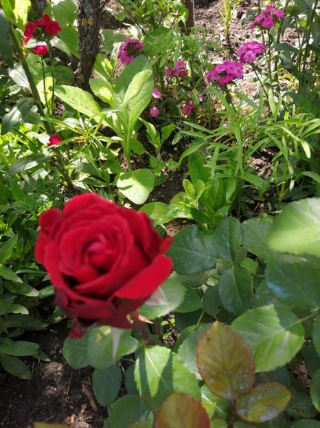  - Trandafiri 2020_2022 2023