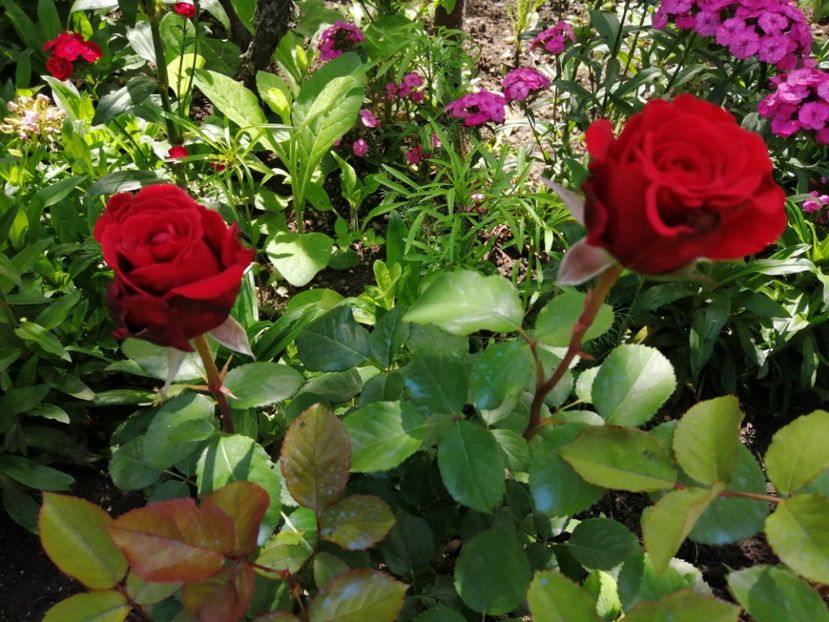  - Trandafiri 2020_2022 2023