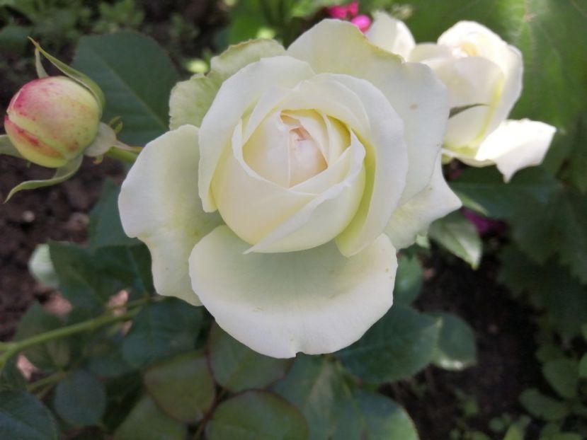  - Trandafiri 2020_2022 2023