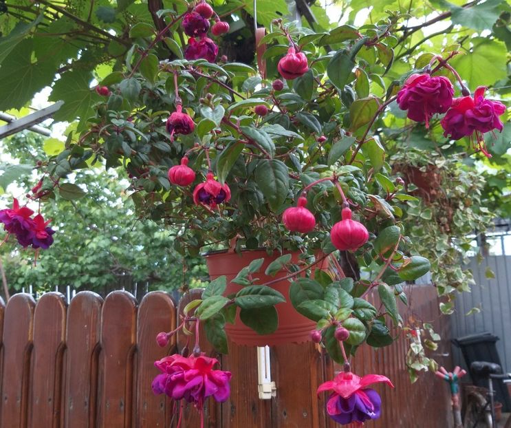  - 0 Fuchsia - cecelus 2020