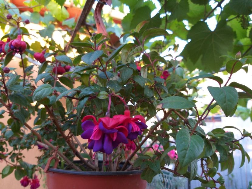  - 0 Fuchsia - cecelus 2020