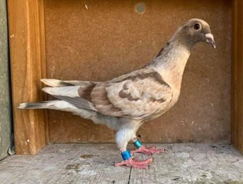  - NU AMI APARTIN 2020