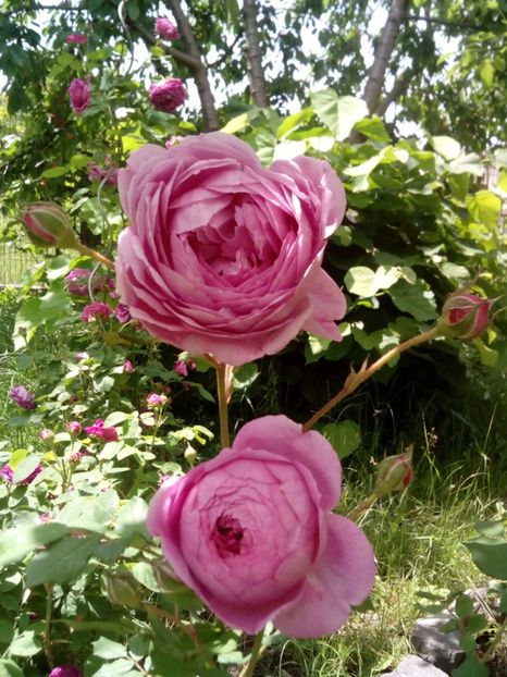  - Englezesc neidentificat-Gertrude Gekyll