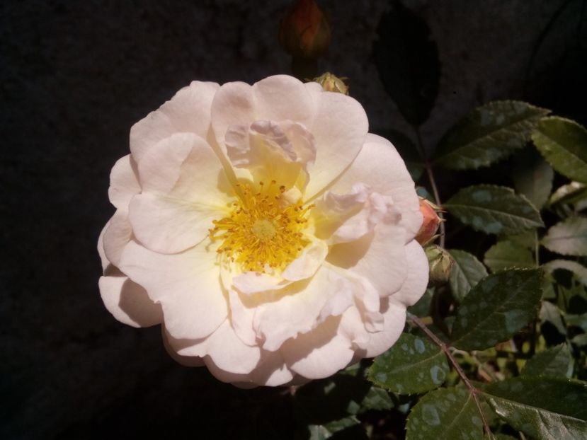  - Ghislaine de Feligonde