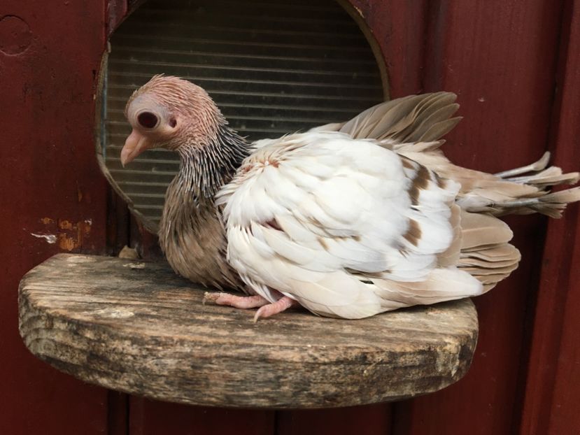 C8911863-8AA3-46D8-95BC-889D059A0263 - Plumburii 2020