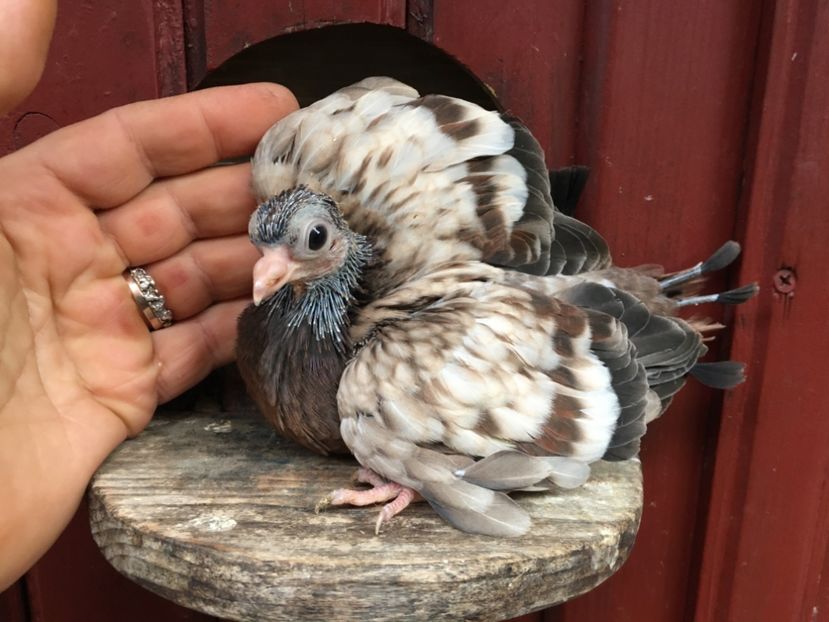 A7813793-57A6-47E8-8471-4813C737E6D0 - Plumburii 2020