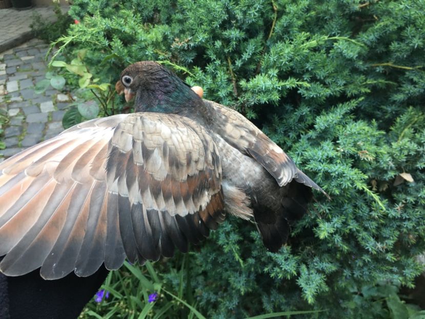 EE4863D5-6FFB-416B-932E-8B4C7D22CDC5 - Plumburii 2020