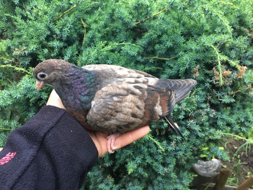 FE10E654-1914-444F-A028-976EA47A1485 - Plumburii 2020