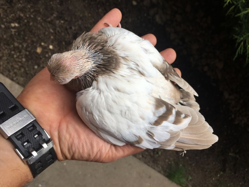 07164D15-CE3C-4F14-A655-CCD679A8B329 - Plumburii 2020