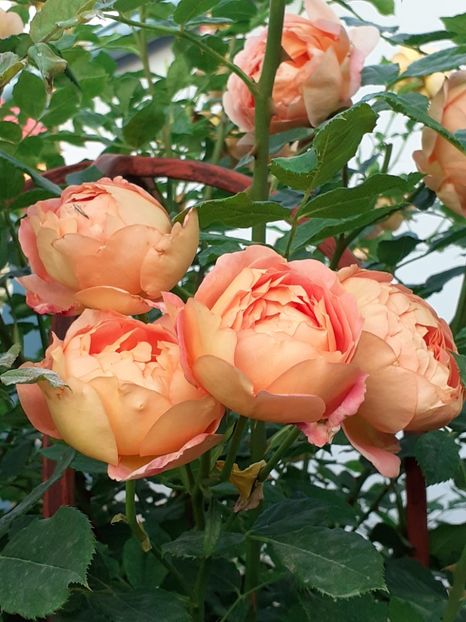  - Lady of Shalott 2020